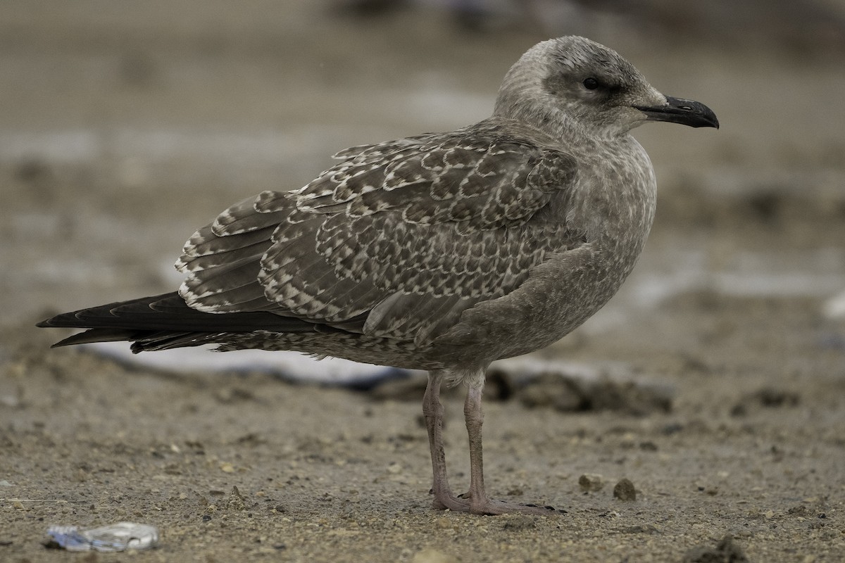 American Herring Gull - ML641478833