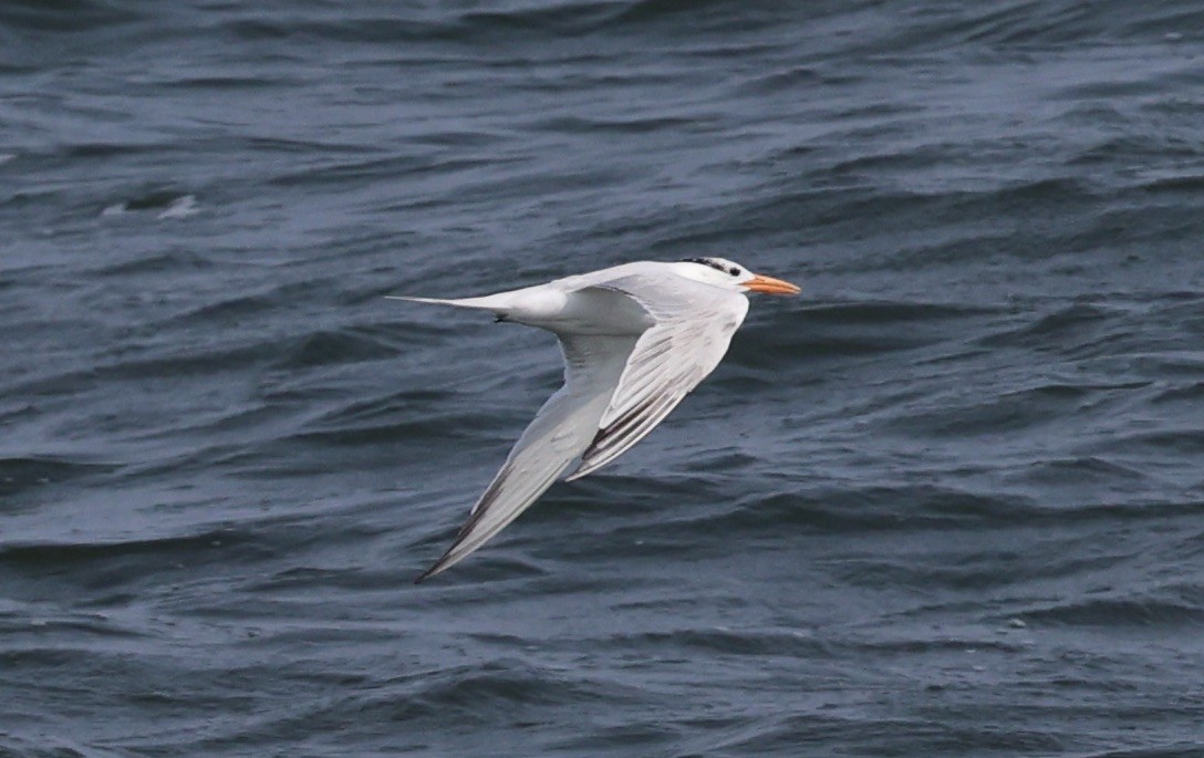 Royal Tern - ML641478837