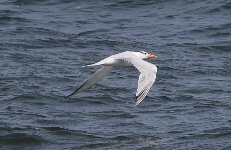 Royal Tern - ML641478839