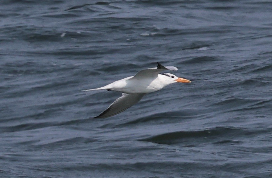 Royal Tern - ML641478840