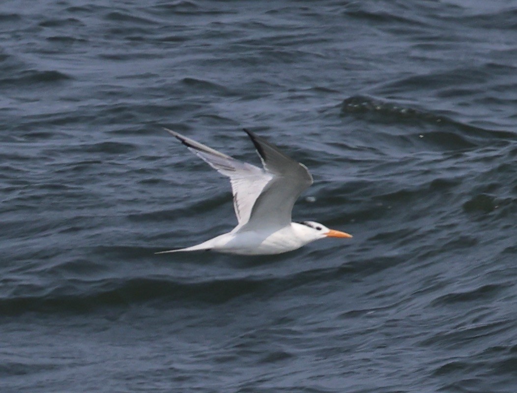 Royal Tern - ML641478841