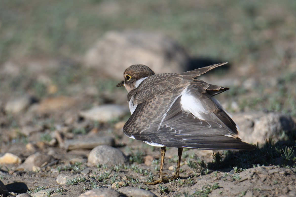 Little Ringed Plover - ML641478842