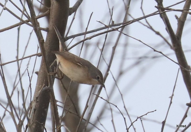 Western Subalpine Warbler - ML641478843