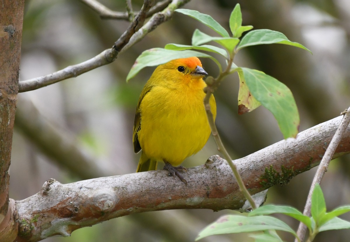 Saffron Finch - ML641478844
