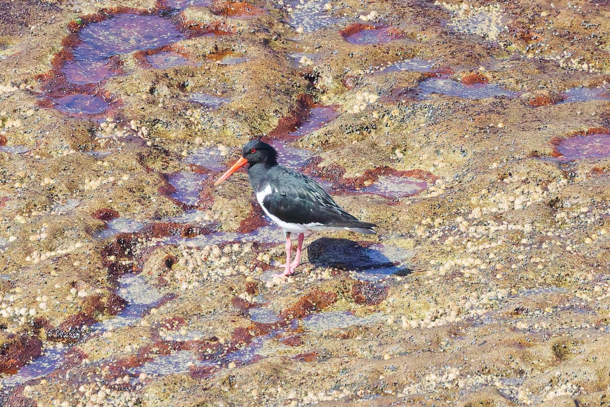 Pied Oystercatcher - ML641478845