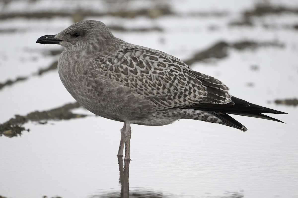 American Herring Gull - ML641478846