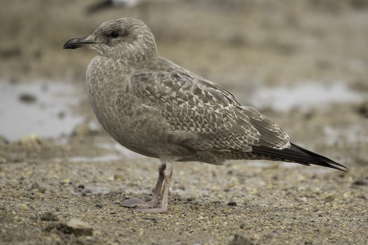 American Herring Gull - ML641478847