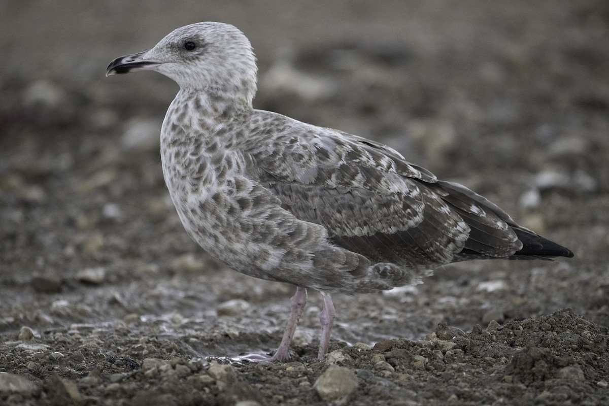 American Herring Gull - ML641478848