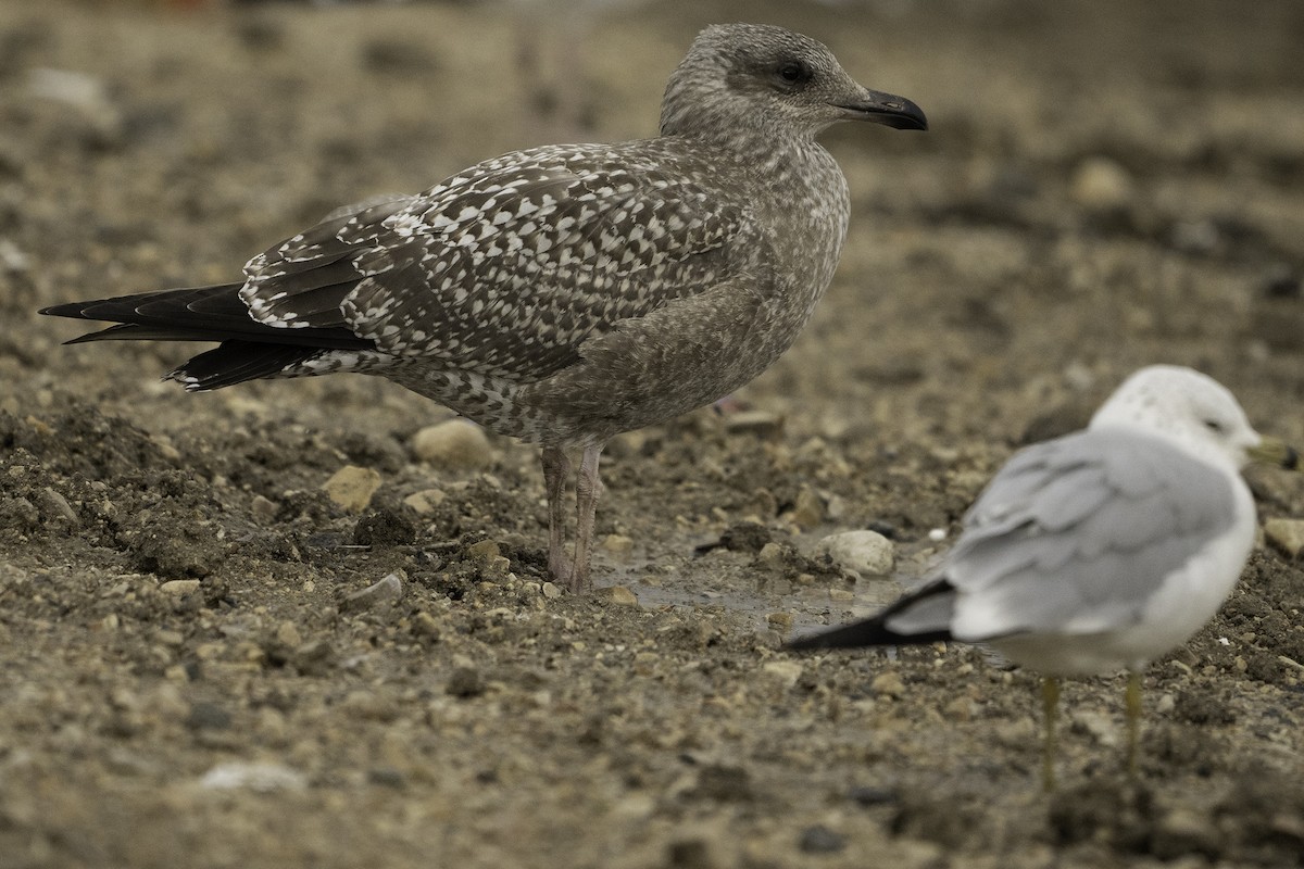 American Herring Gull - ML641478849