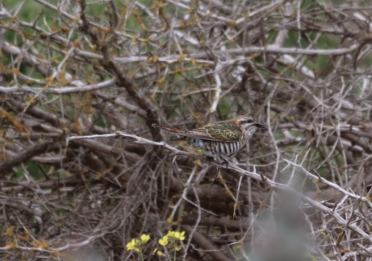 Horsfield's Bronze-Cuckoo - ML641478851