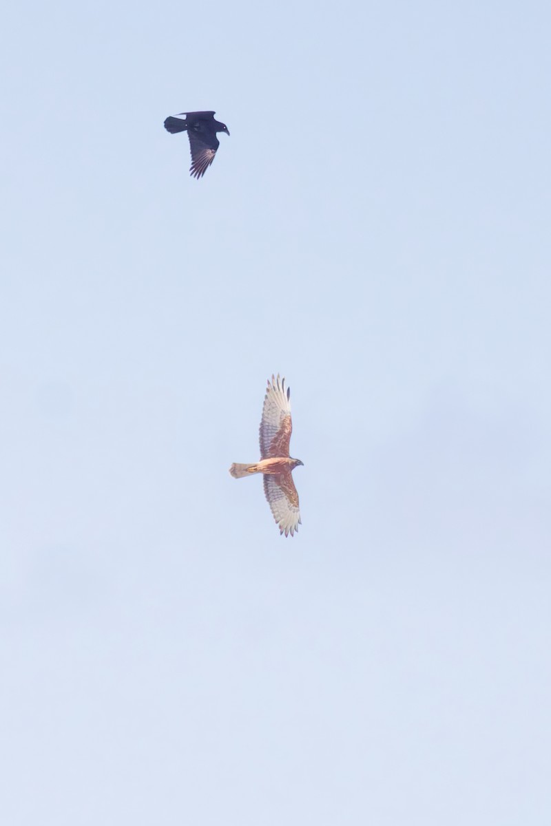 Swamp Harrier - ML641478852