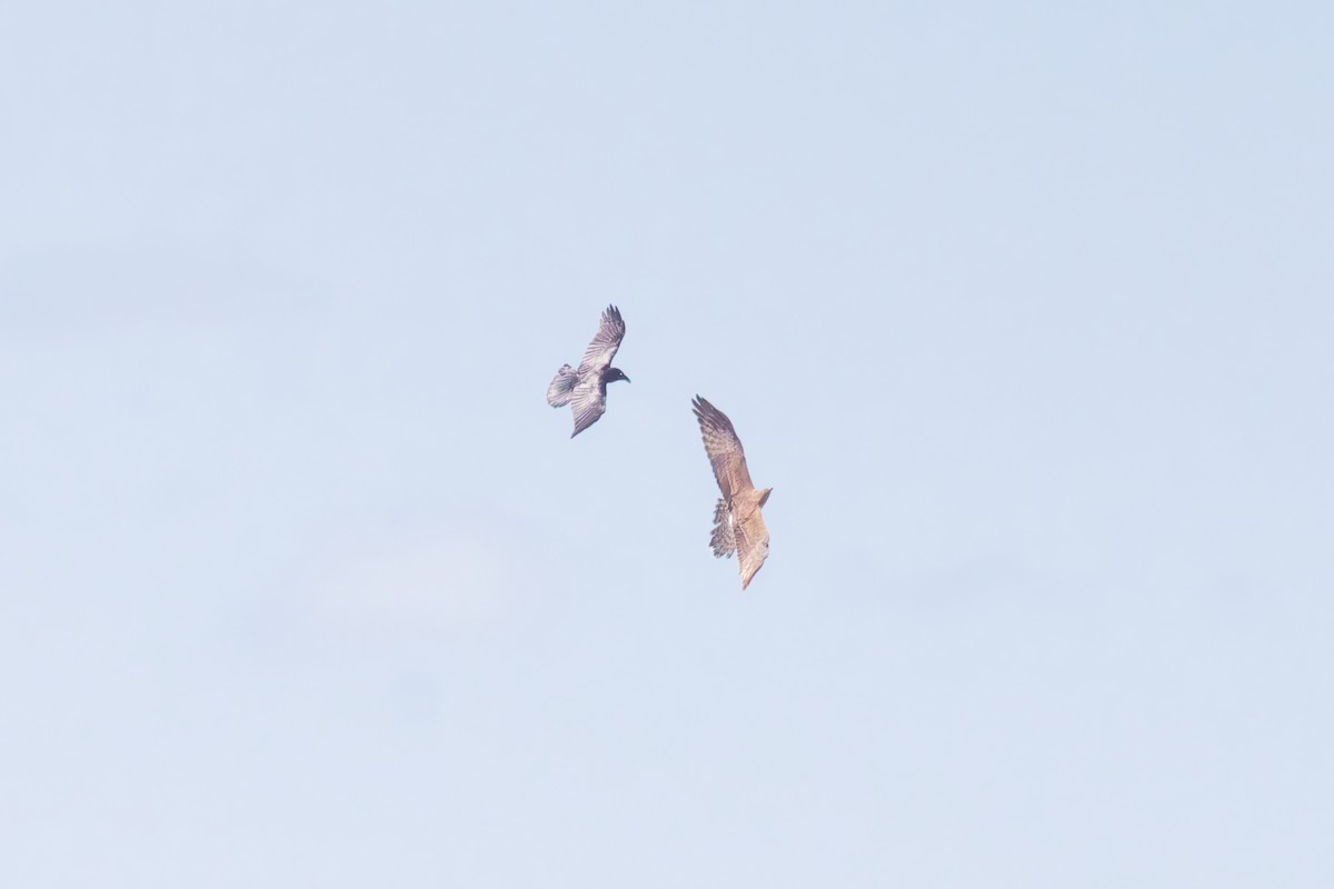 Swamp Harrier - ML641478853