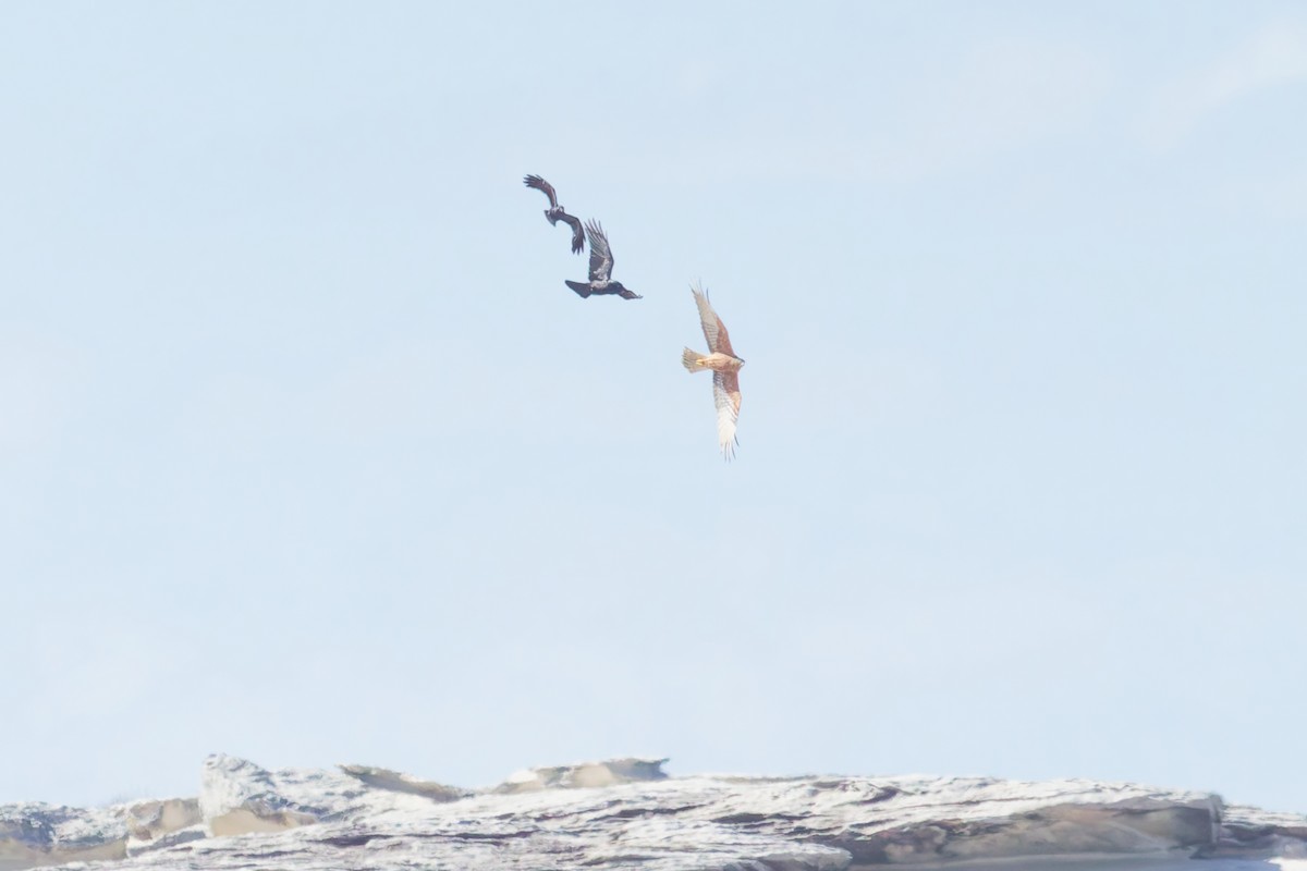 Swamp Harrier - ML641478854