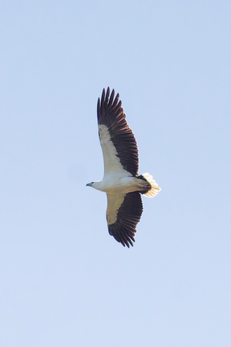 White-bellied Sea-Eagle - ML641478855