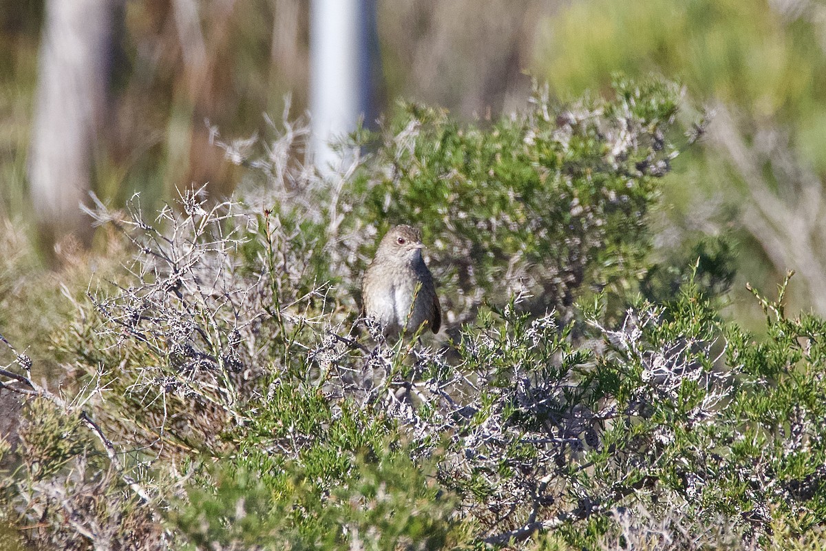 ハシナガヒゲムシクイ - ML641478856