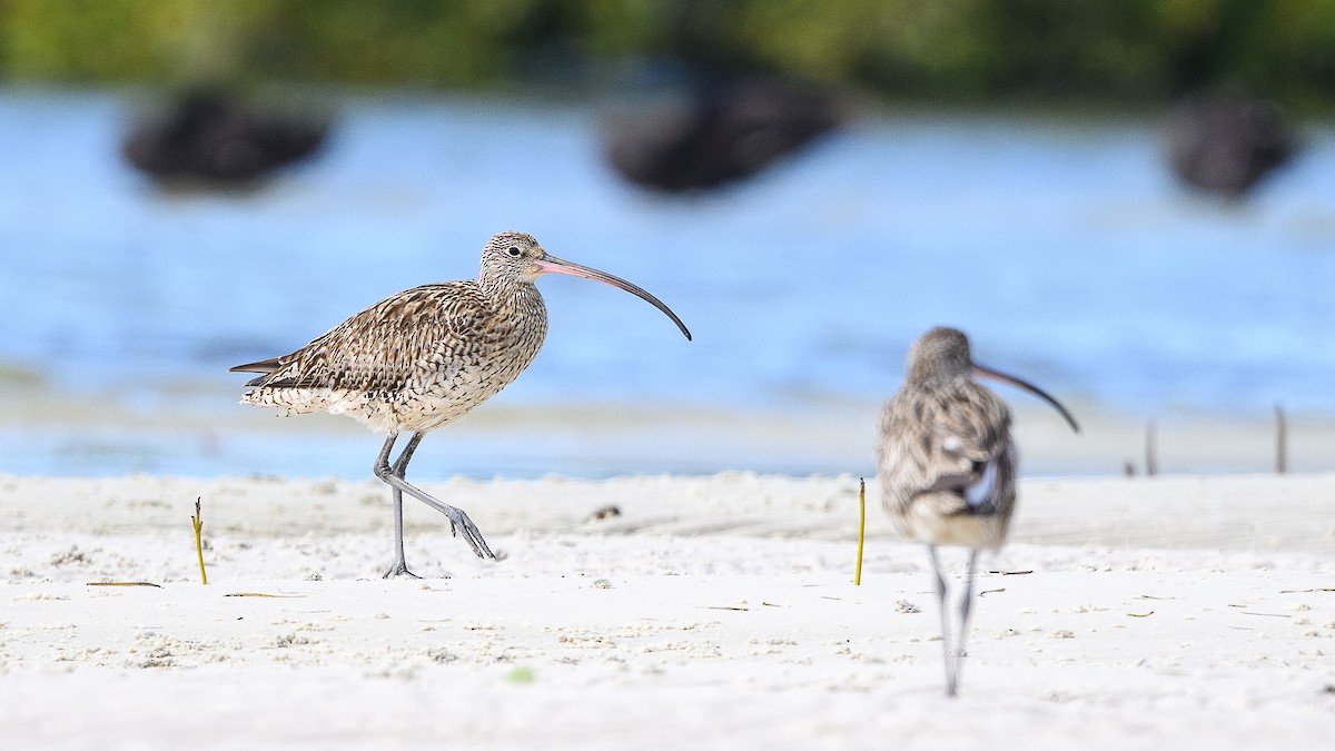 Far Eastern Curlew - ML641478857