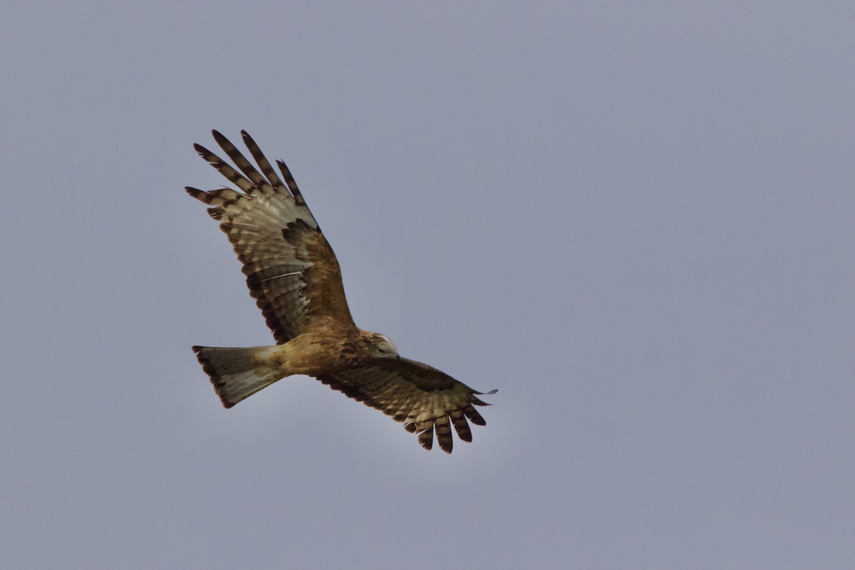 Square-tailed Kite - ML641478861