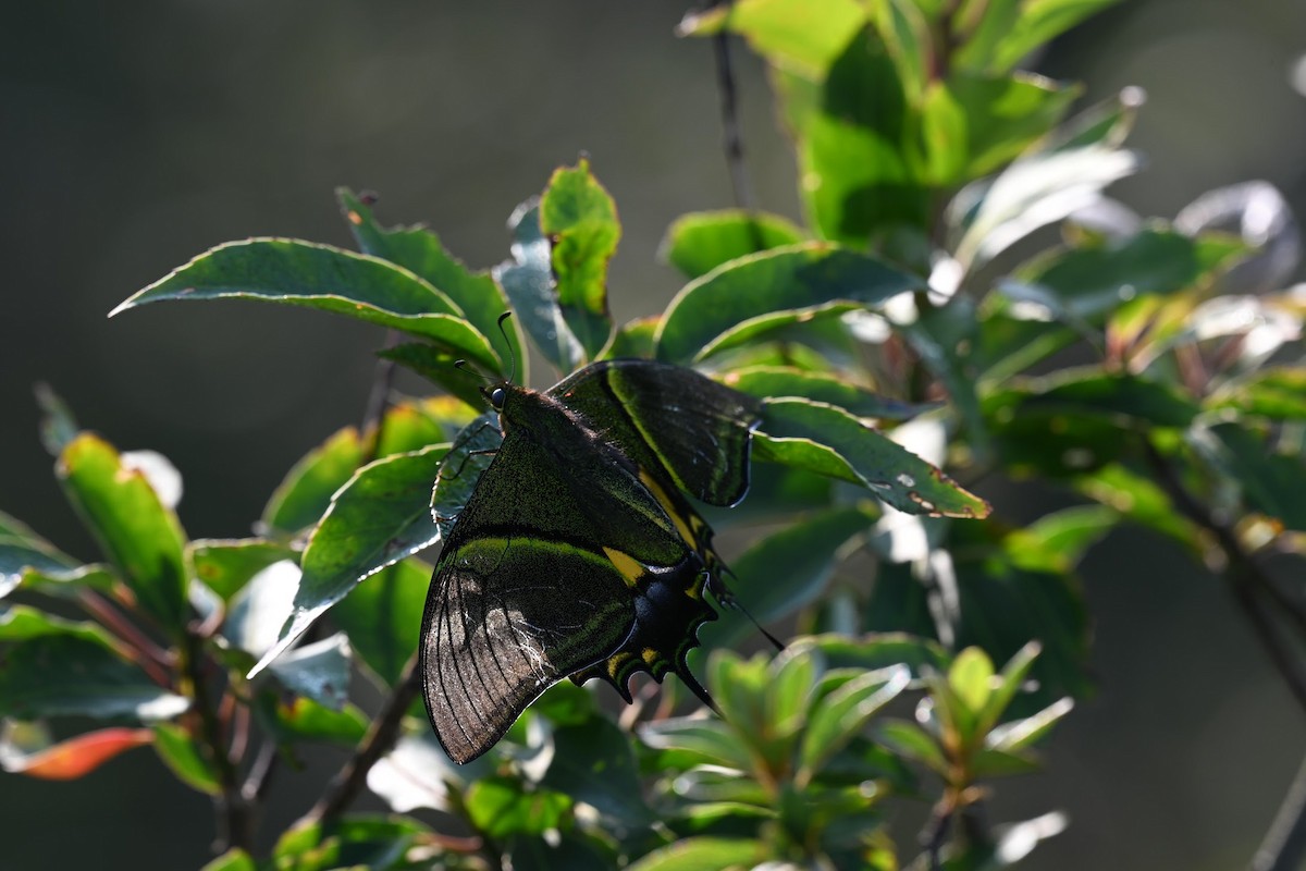 Animals - ML641478863