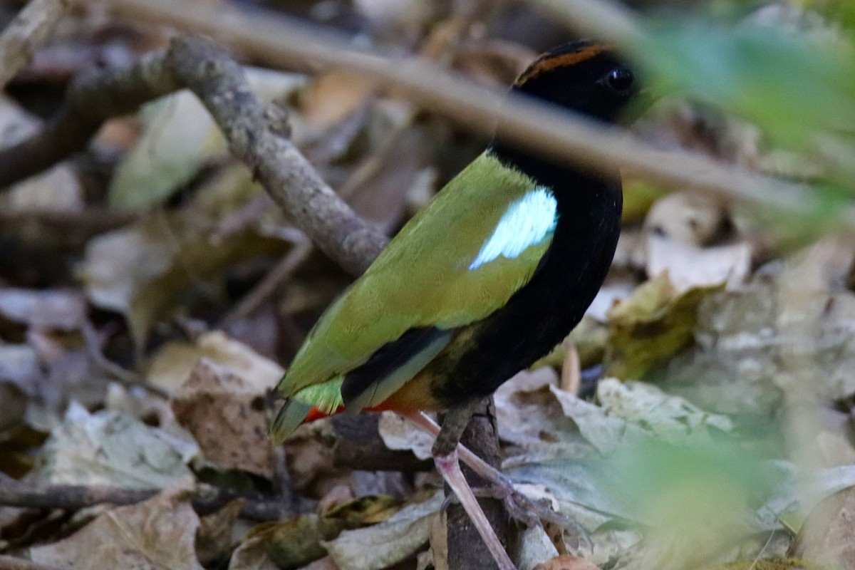 Rainbow Pitta - ML641478871