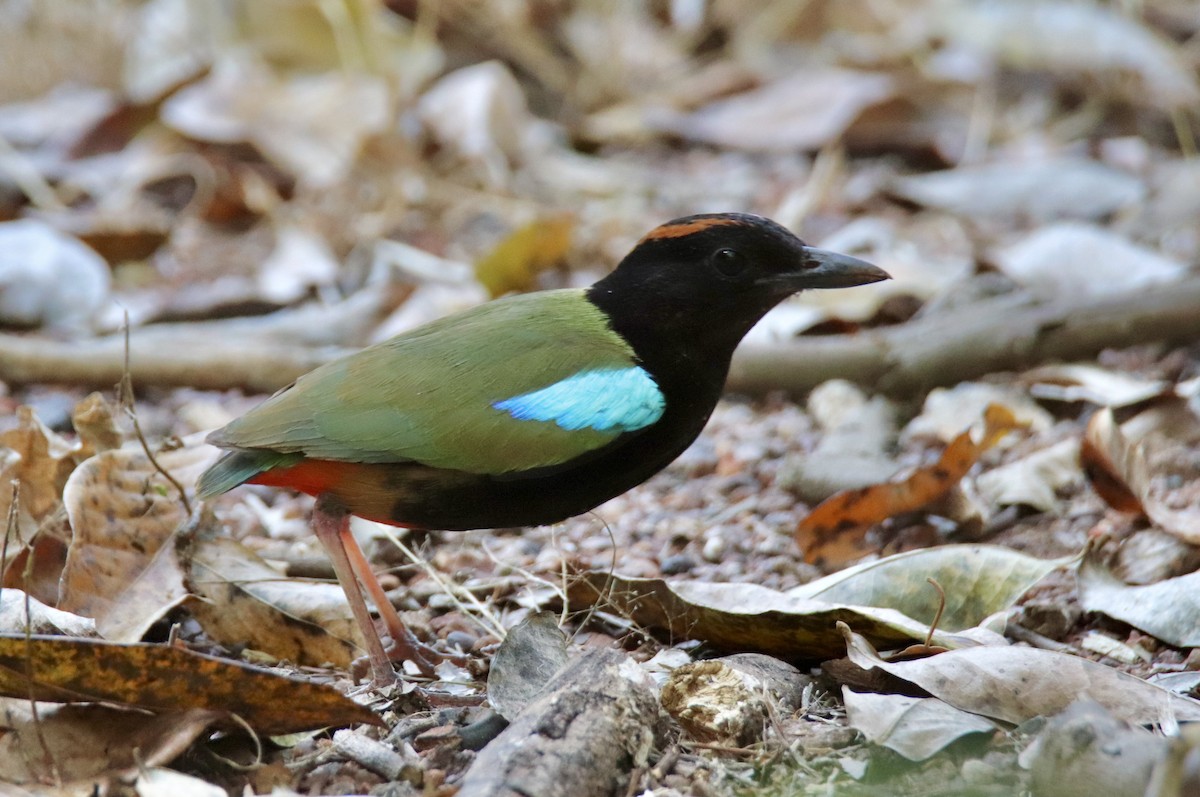 Rainbow Pitta - ML641478872