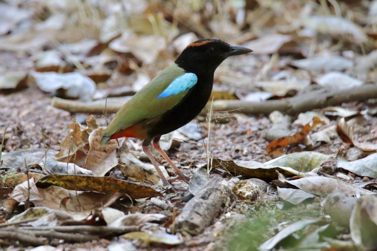 Rainbow Pitta - ML641478874