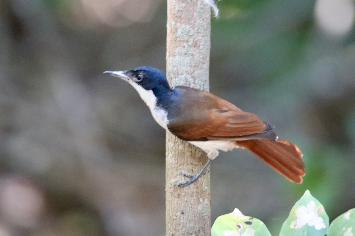 Shining Flycatcher - ML641478879