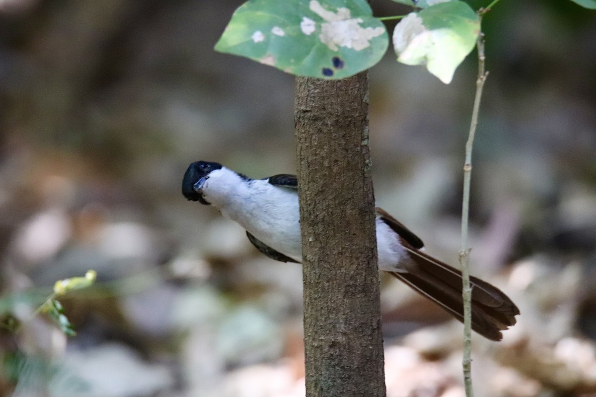 Shining Flycatcher - ML641478880