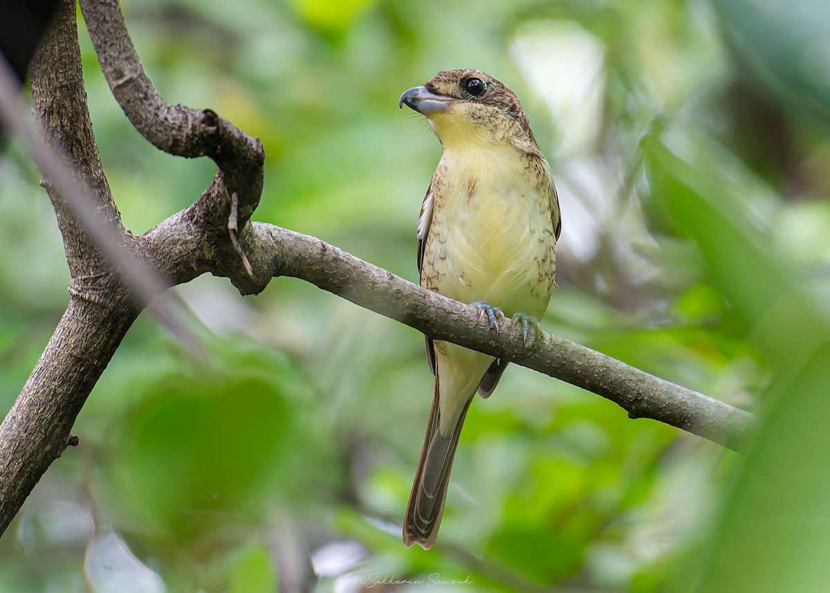 Tiger Shrike - ML641478881