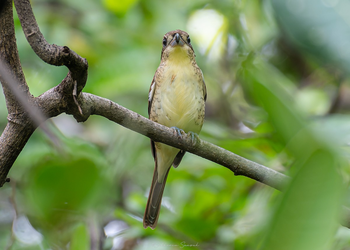Tiger Shrike - ML641478882
