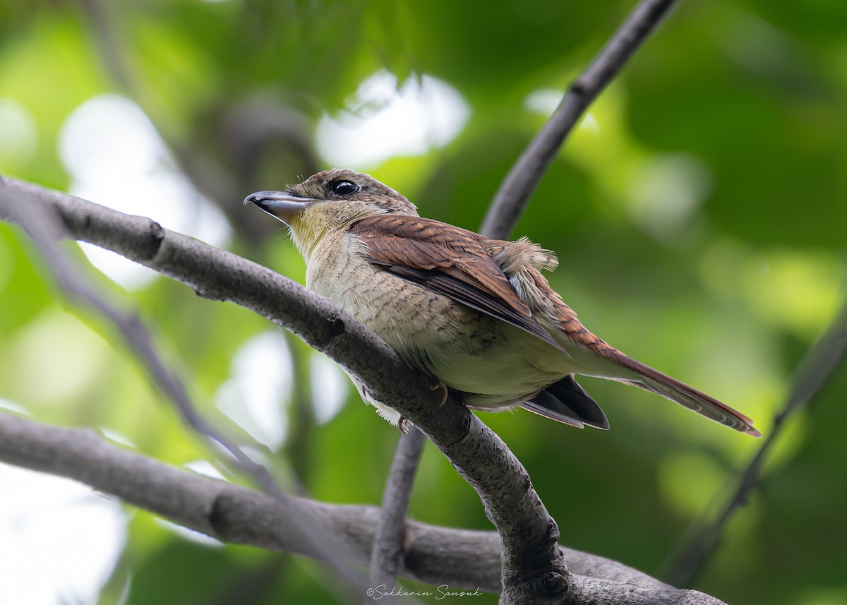Tiger Shrike - ML641478883