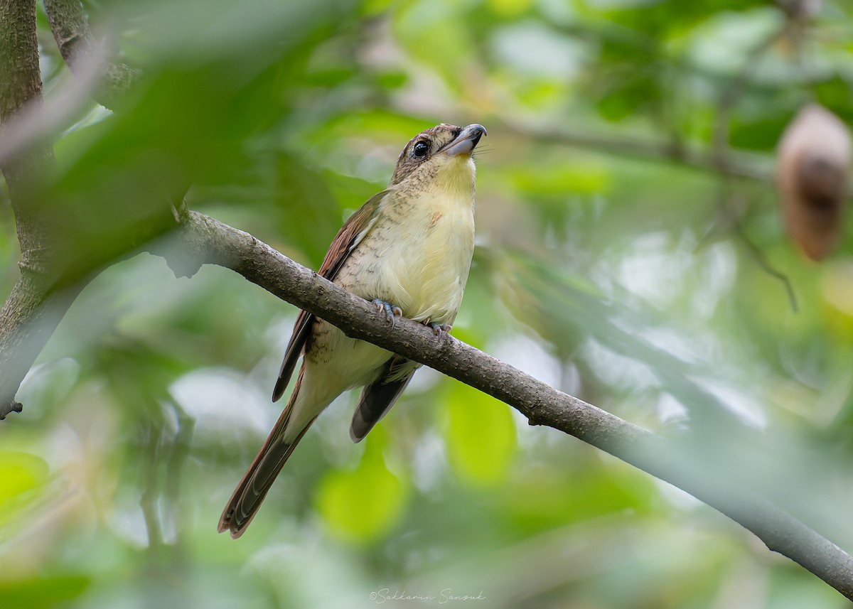 Tiger Shrike - ML641478884