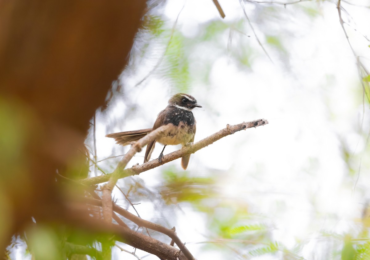 Spot-breasted Fantail - ML641478905