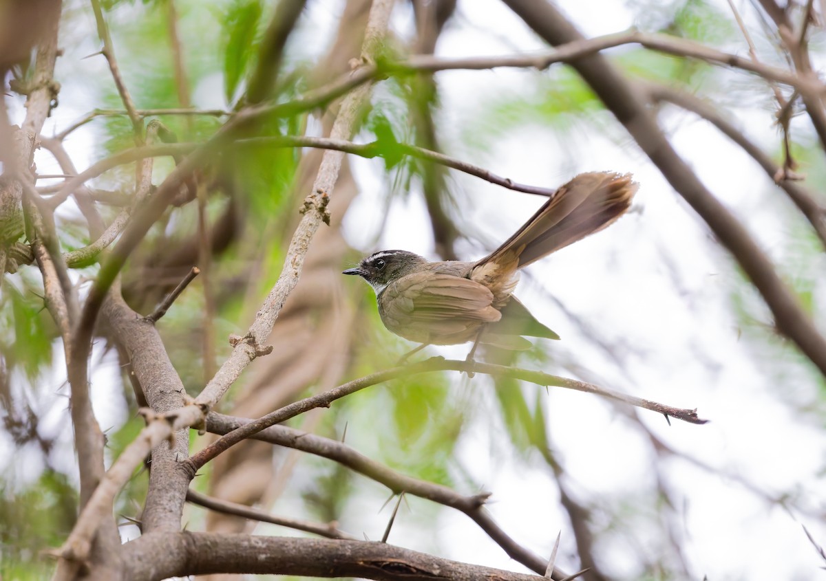 Spot-breasted Fantail - ML641478906