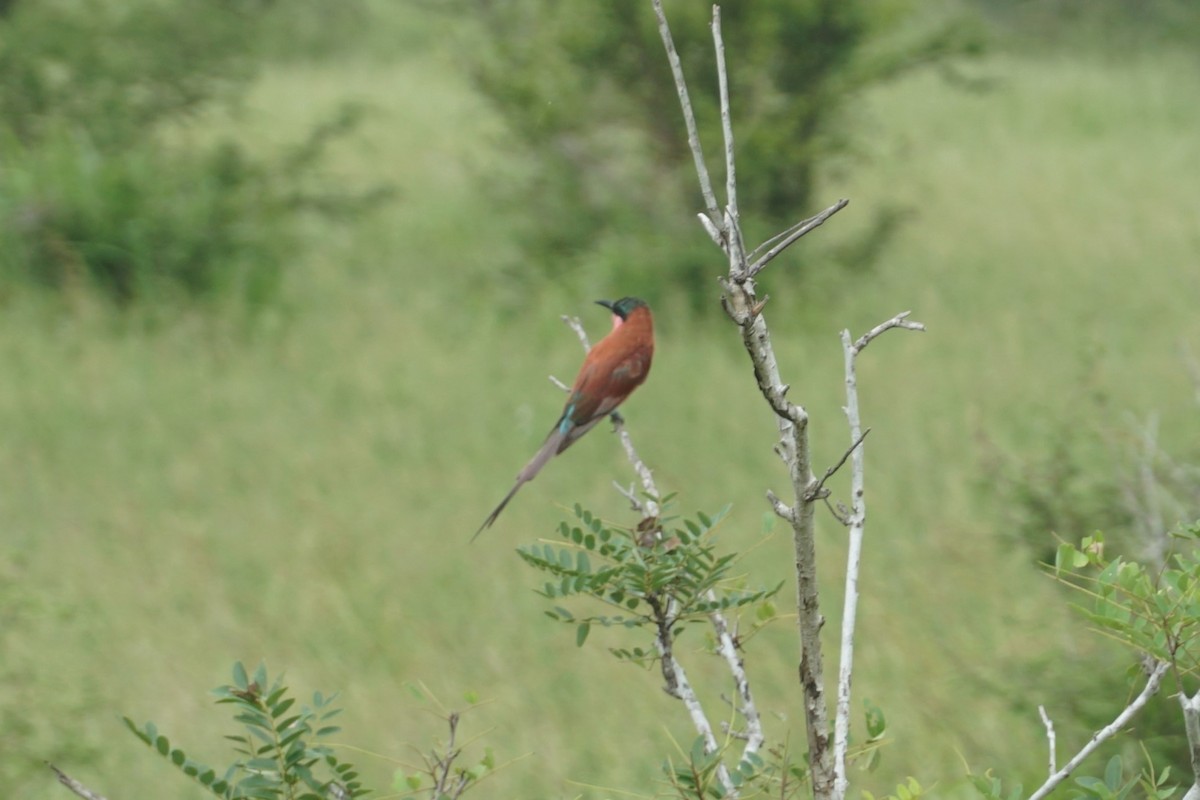 Southern Carmine Bee-eater - ML641478914