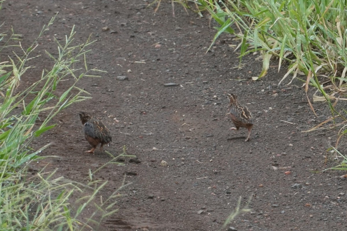 Harlequin Quail - ML641478915