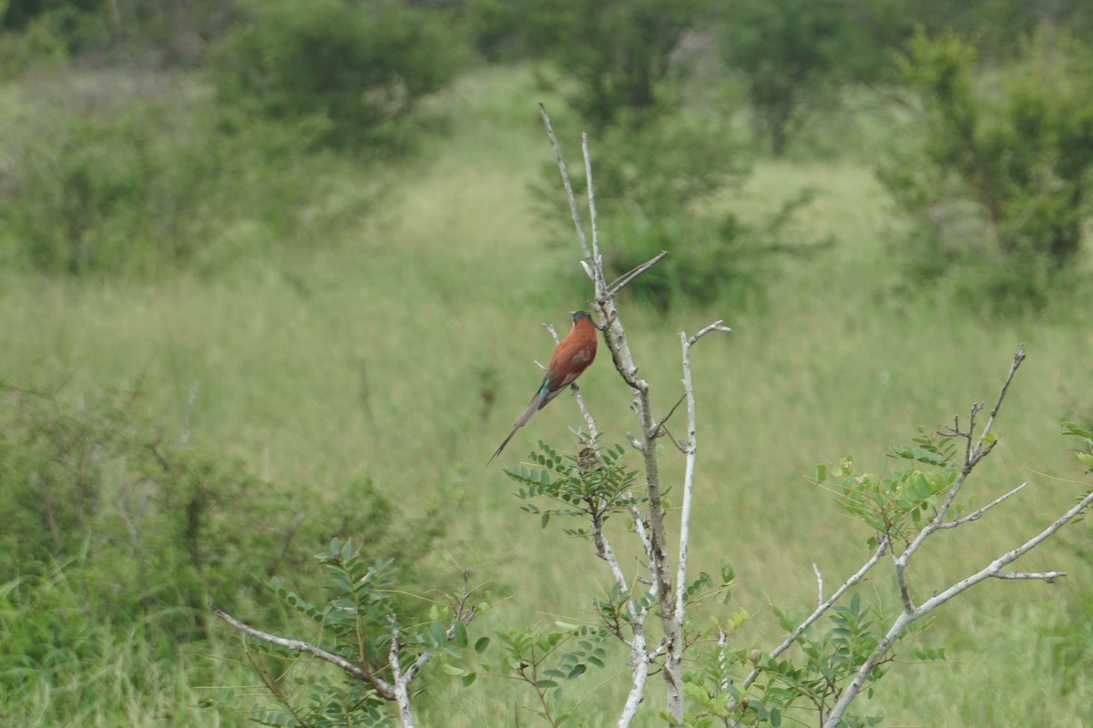 Southern Carmine Bee-eater - ML641478916