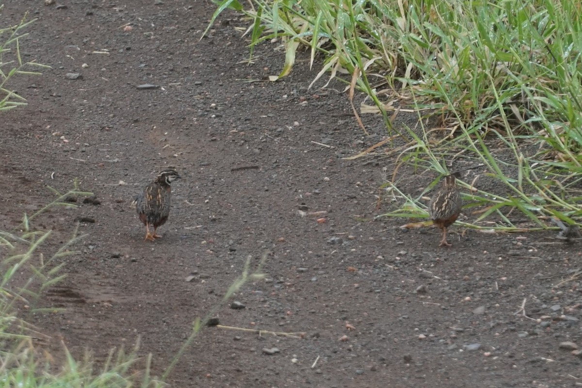 Harlequin Quail - ML641478917