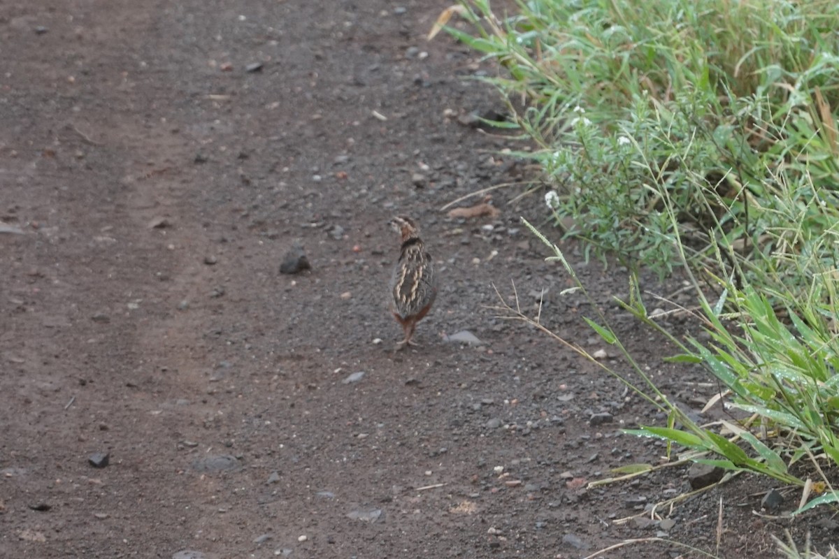 Harlequin Quail - ML641478918