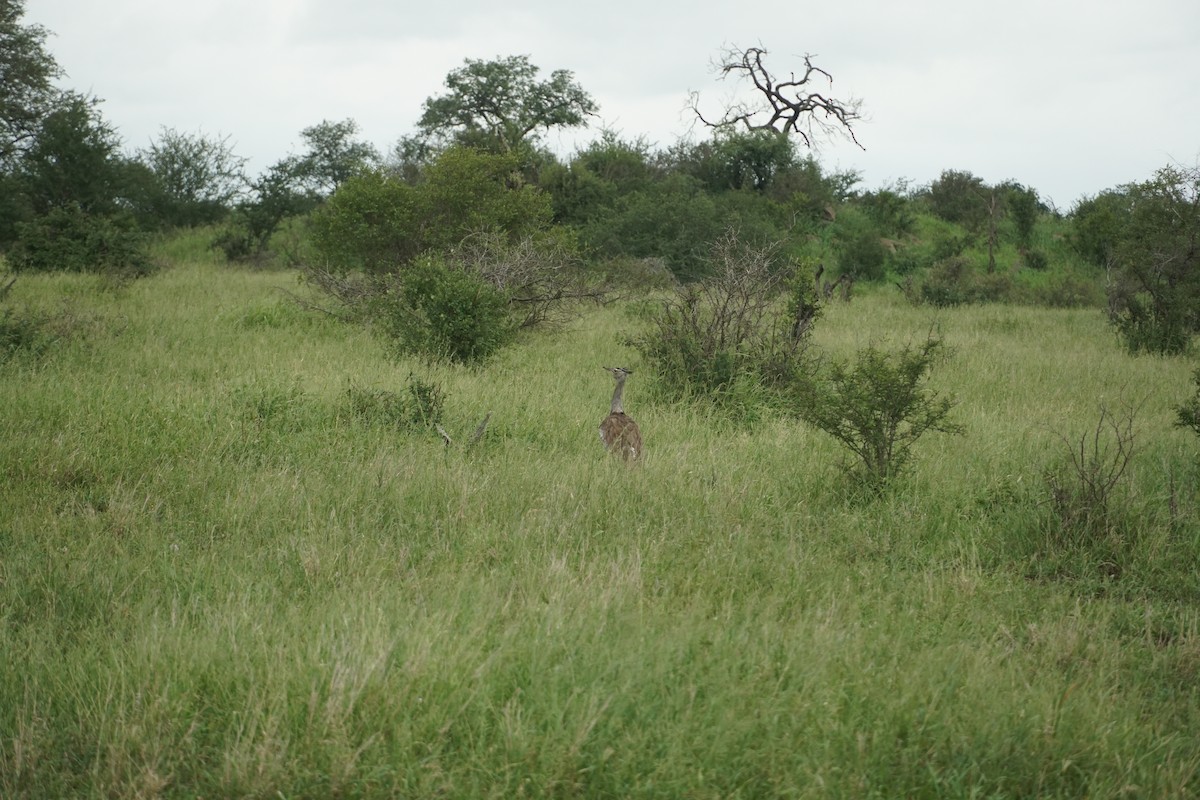 Kori Bustard - ML641478927