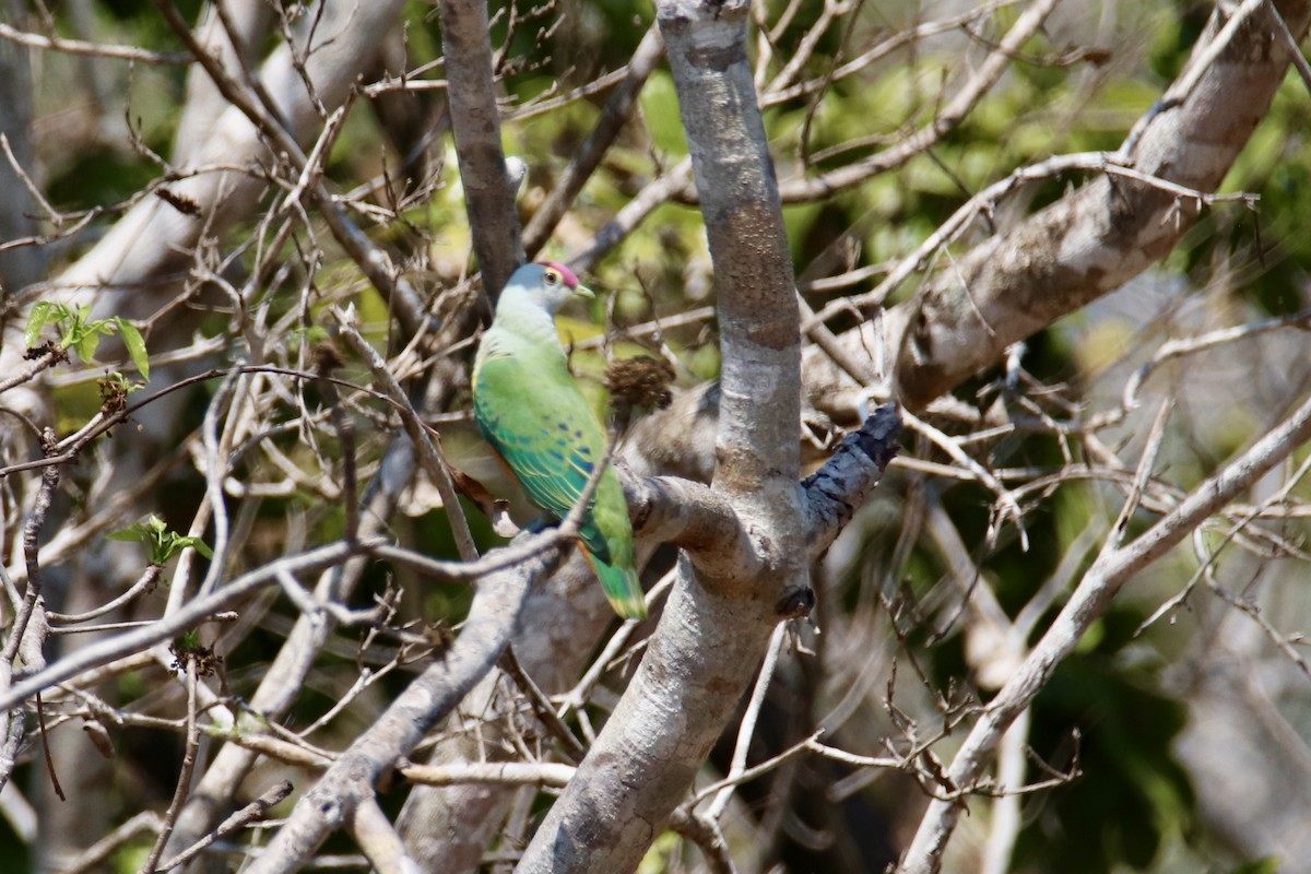Rose-crowned Fruit-Dove - ML641478944
