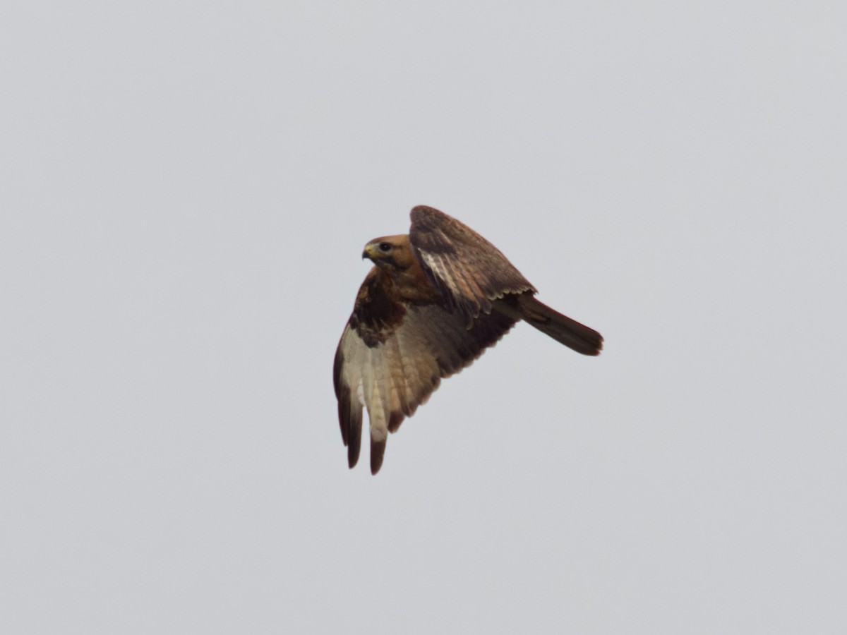Zapelatz mongoliarra - ML641478947