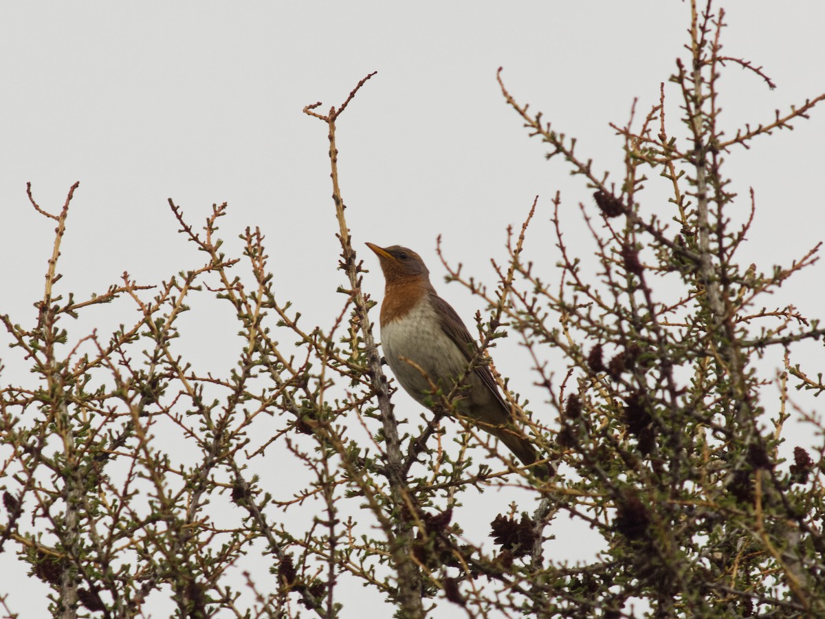 Grive à gorge rousse - ML641478951