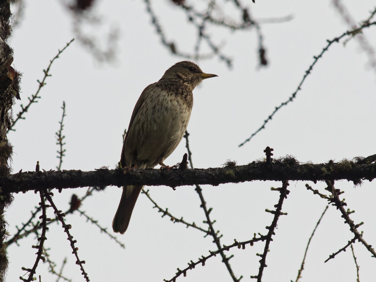 Black-throated Thrush - ML641478952
