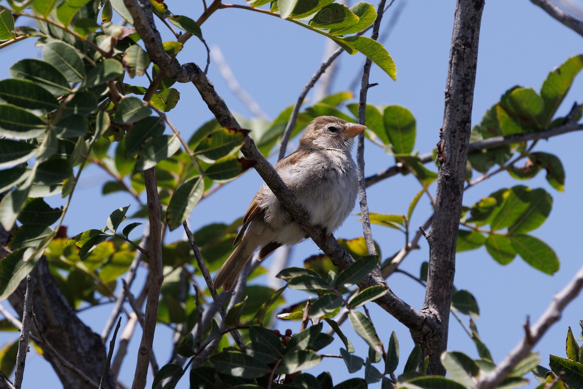 Spanish Sparrow - ML641478958