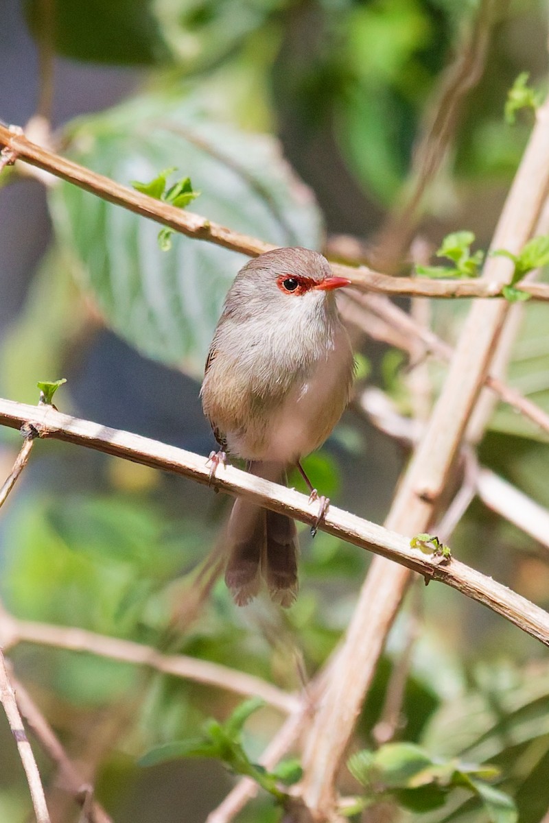Variegated Fairywren - ML641478959