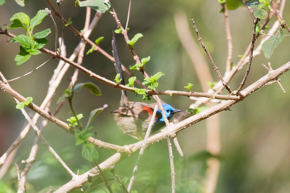 Variegated Fairywren - ML641478960