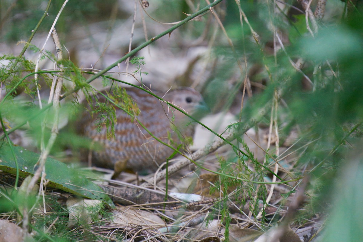 Brown Quail - ML641478961