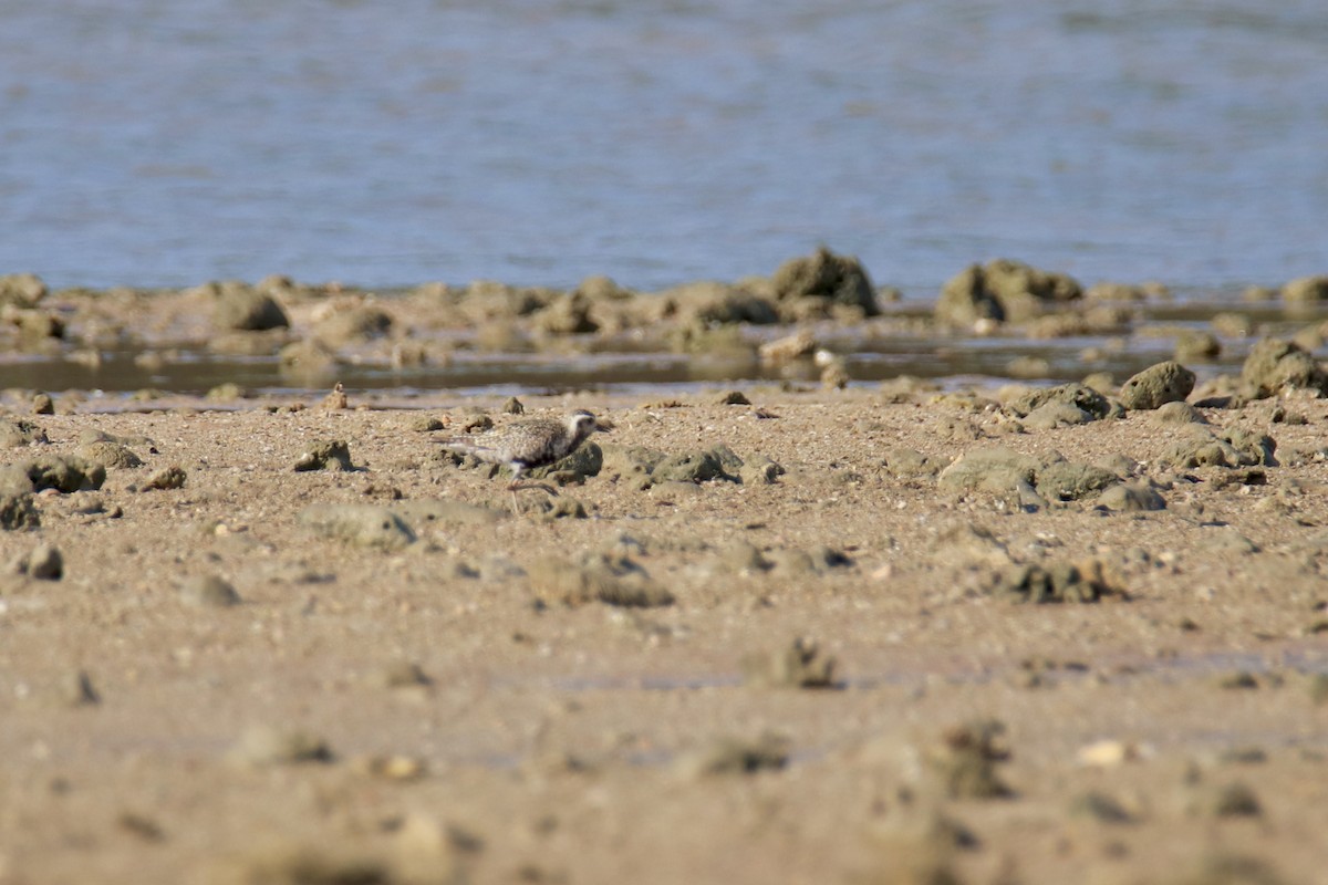Pacific Golden-Plover - ML641478963