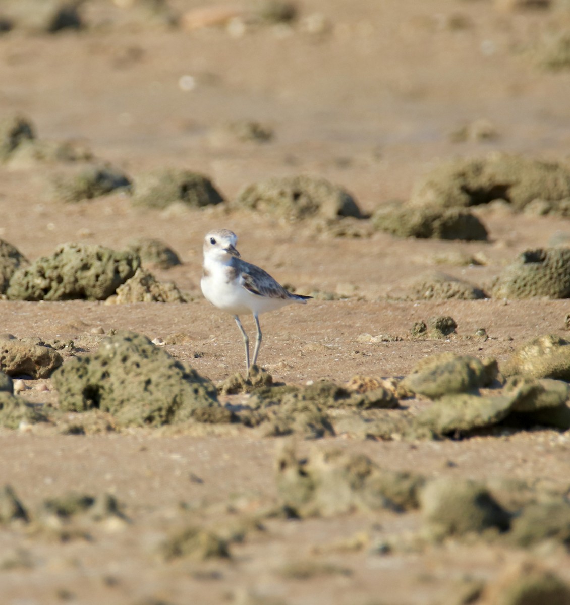 Greater Sand-Plover - ML641478964