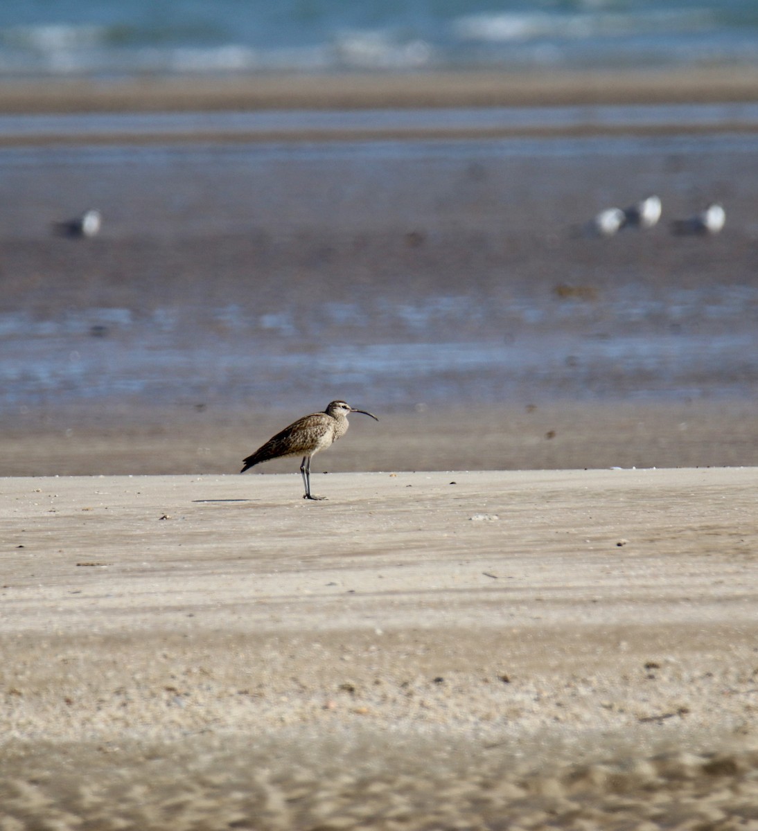 Eurasian Whimbrel - ML641478965